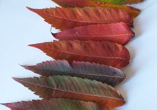 Немного латвийских традиций. Miķeļdienа