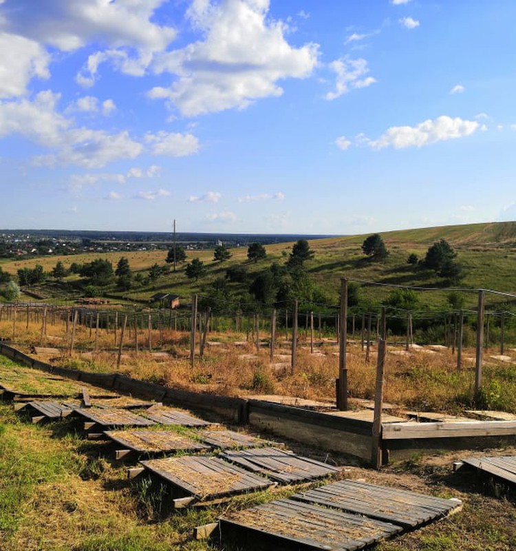 В погоне за летом: украинский Прованс – улиточная ферма «Jiffy»