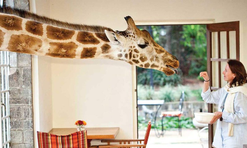 СПЕЦНАЗ МК: Вы когда-нибудь кормили жирафа?