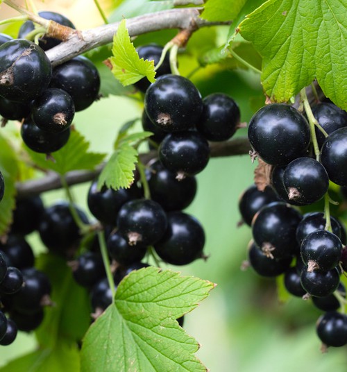 Чёрная смородина – богатая витамином С королева садовых ягод