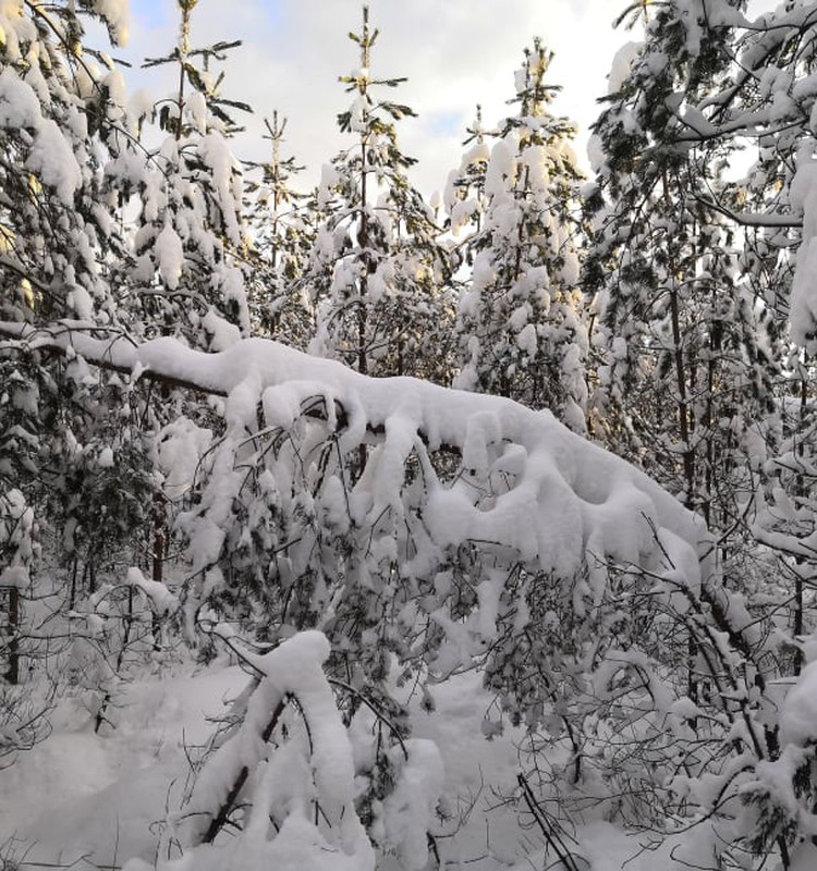 Зимние бродилки: Межциемс – самый зеленый район Риги