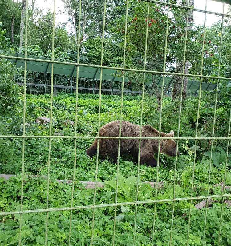 Лесной зоопарк Элиствере под Тарту