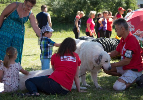 20 августа на открытии сезона вас ждут также Пиренейские горные собаки!