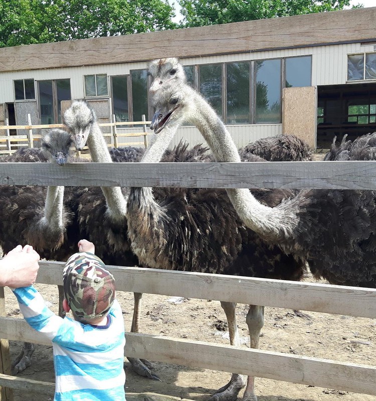 Летний гид: страусиная ферма "Mazzarini" и её веселые обитатели
