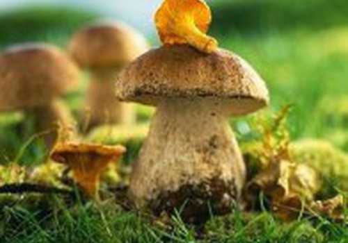 Можно ли беременным кушать грибы?